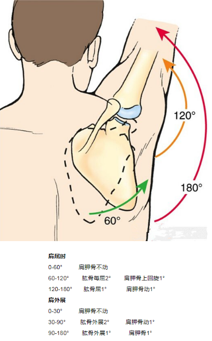 k-ems健身知识_锻炼三角肌中为什么前平举侧平举不要