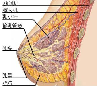 K-EMS健身知识_女生练胸肌是否会变硬变平呢? K-EMS健身知识_女生练胸肌是否会变硬变平呢?